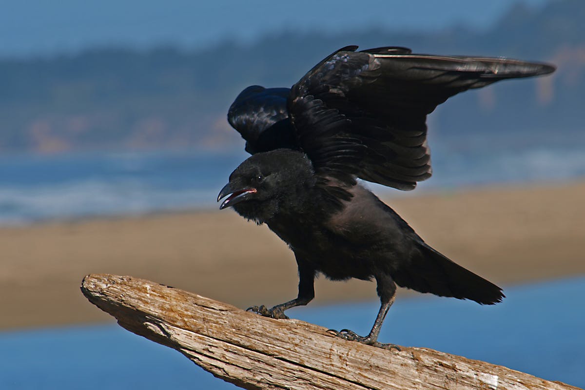 Spiritual Meaning of Raven